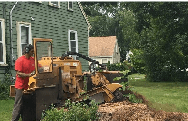What Is Involved In Stump Grinding?